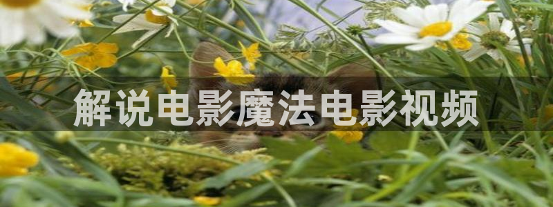 月上重火电视剧免费观看西瓜：解说电影魔法电影视频