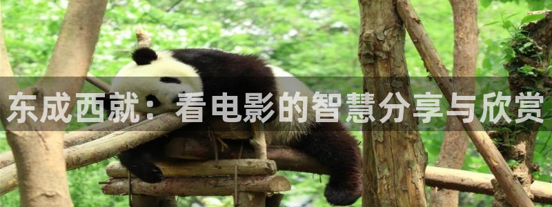 西瓜影院在线电视剧免费观看：东成西就：看电影的智慧分享与欣赏